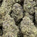 Blue Skunk