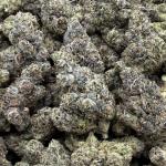 Lobster OG
