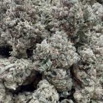 Gorilla Glue