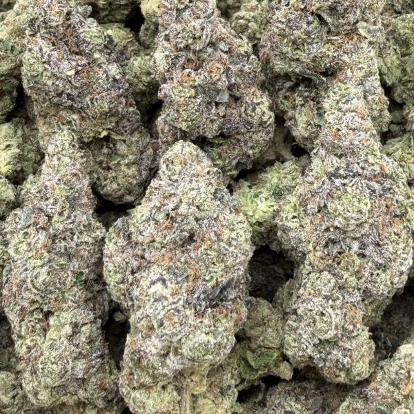 Blue Tommyz by BackPack Boyz