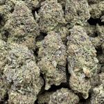 Purple Sherbet