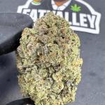 Purple Fantasy (B54)