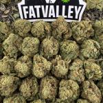 Silver Haze Smalls (S35)