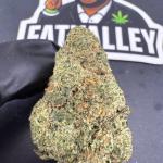 Khalifa Kandy (B81)