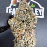 Exotic Runtz B96
