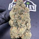 Gassy Fritter (B80)
