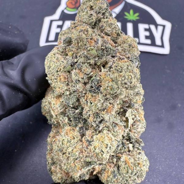Gassy Fritter (B80)