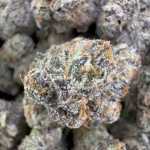 Cream Dandy (North California)