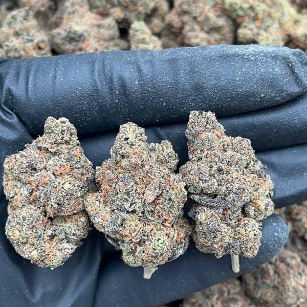 Blue Cookies - PK656