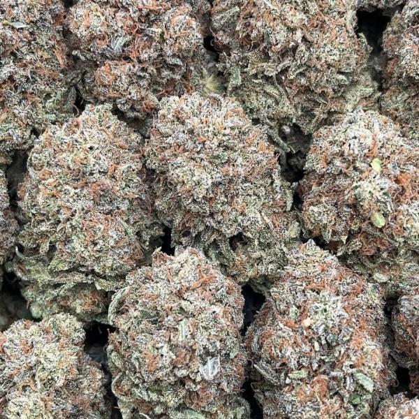 Platinum King - PK609