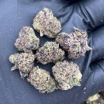 Sugar Daddy Smalls - PK630