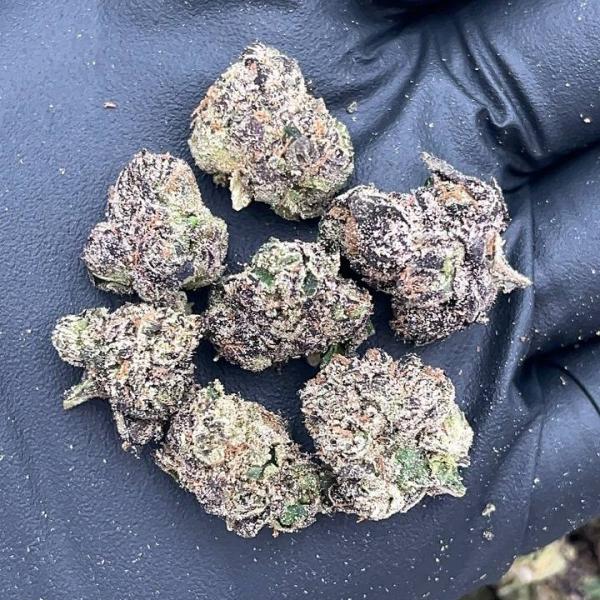 Sugar Daddy Smalls - PK630