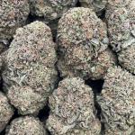 Platinum Jelly - PK606