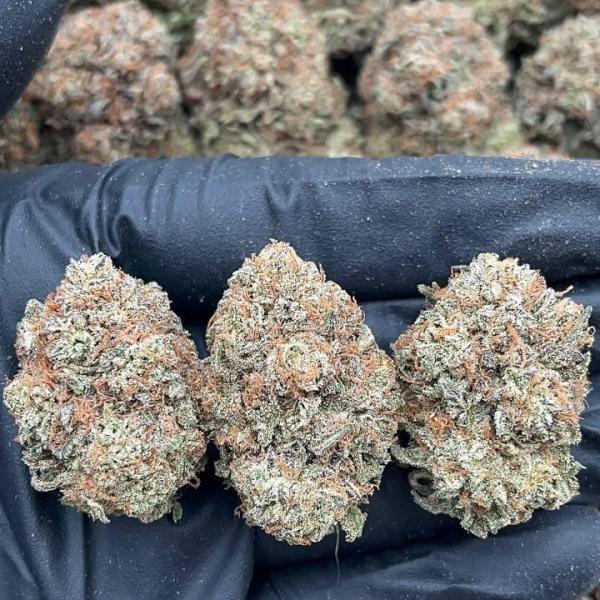 Platinum King - PK609