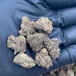 Cream Spritz Smalls - PK652