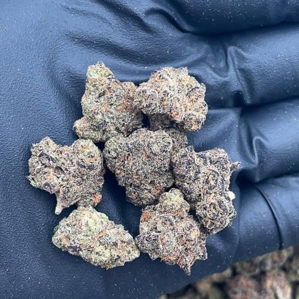 Cream Spritz Smalls - PK652