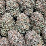 Platinum Bubba - PK718