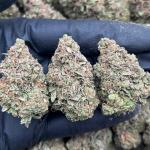 Ice Cream Cake - PK641