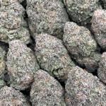 Miracle Cookies - PK618