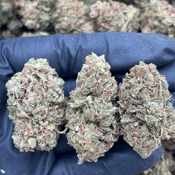 Watermelon Ice - PK667