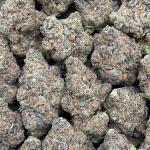 Blue Cookies - PK656