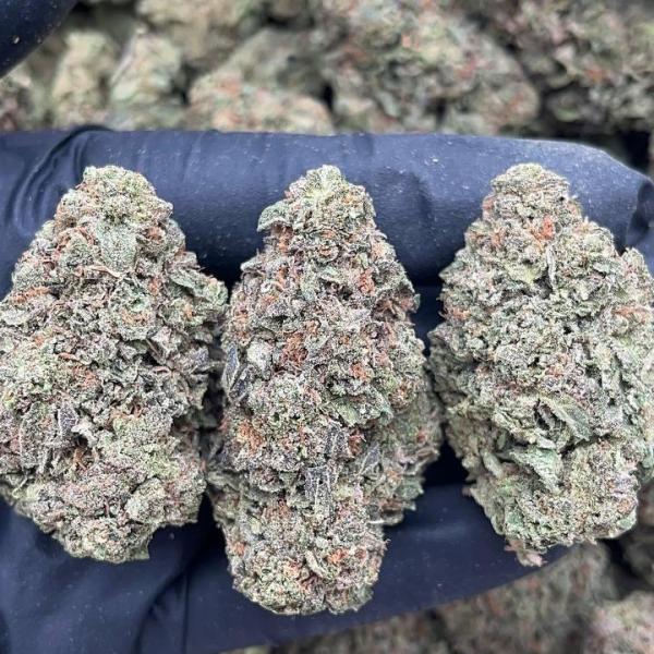 707 Truthband - PK632