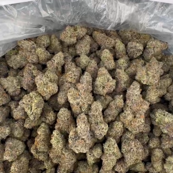 Zerbert (North California)