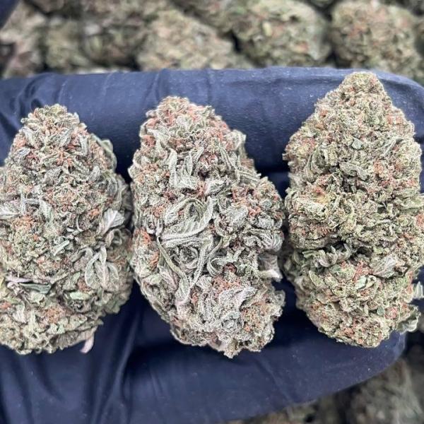 Platinum Jelly - PK606