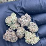 Gelato Punch Smalls - PK653