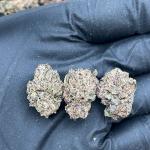 Gazzurple Smalls - PK676