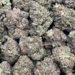 White Truffle - PK655