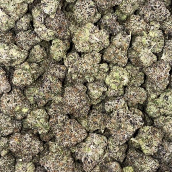 GELATO #47
