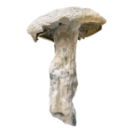 Nutcracker | Magic Mushrooms | 3.5