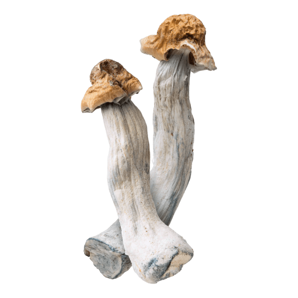 Cosmic Rider | Magic Mushrooms | Ounce