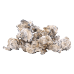 Enigma | Magic Mushrooms | 3.5