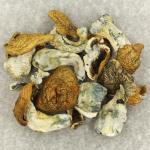 Blue Meanies Mushroom