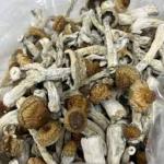 Mexican Mushrooms