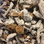 Texas Yellow Caps Mushrooms