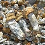 Penis Envy Mushrooms