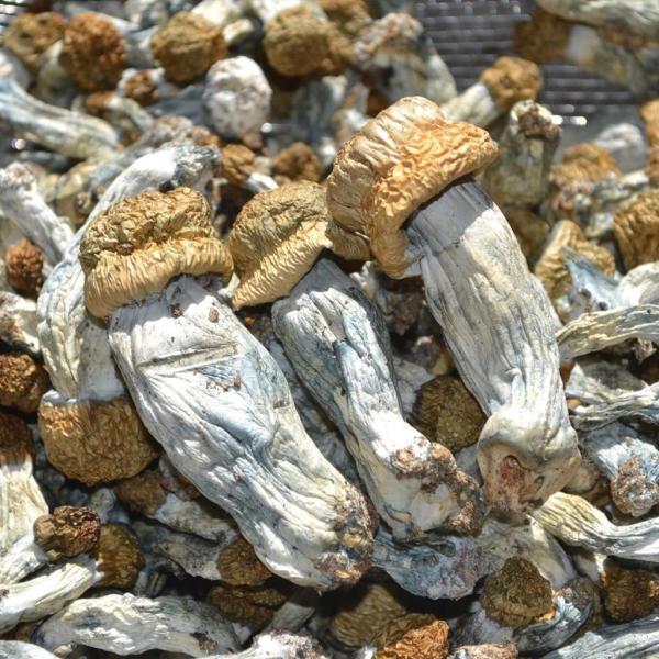 Penis Envy Mushrooms