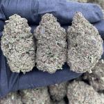 Dawg Breath