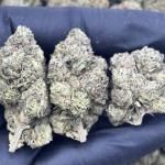 WHITE CHERRY GUSHERZ