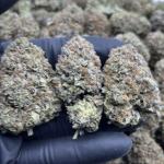 PLATINUM BUBBA