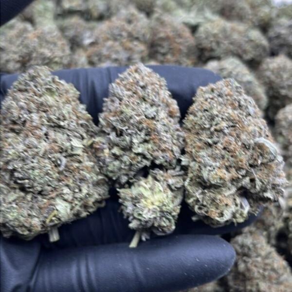 PLATINUM BUBBA