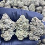 CRITICAL MASS