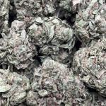GRAPE STOMPER