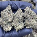 LEMON CHERRY GUSHERZ