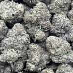CRITICAL MASS