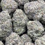 GELATO RUNTZ