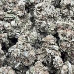 ALIEN COOKIES